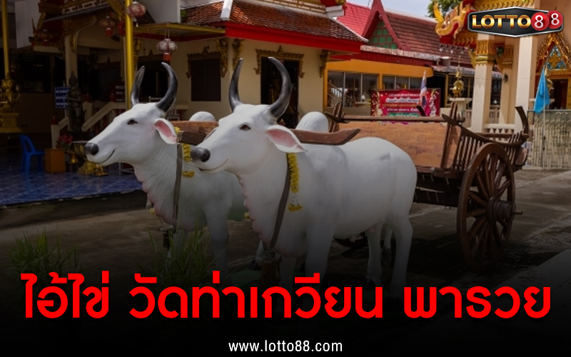 ไอ้ไข่ วัดท่าเกวียน พารวย